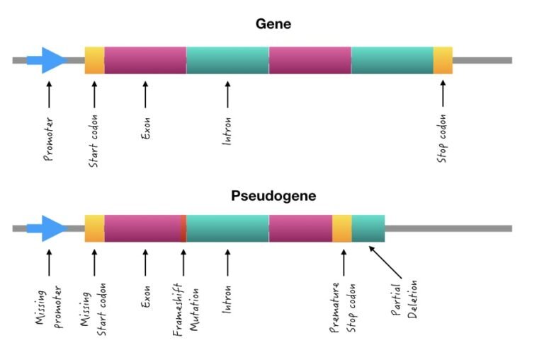 Pseudogenes. – Neuropediatoolkit