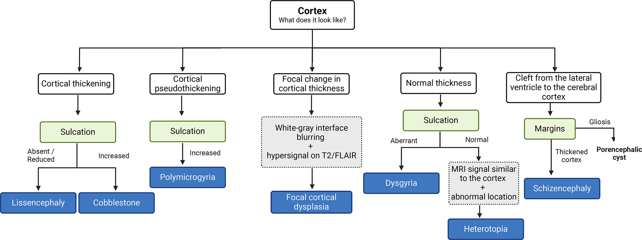 Malformaciones del desarrollo cortical.
